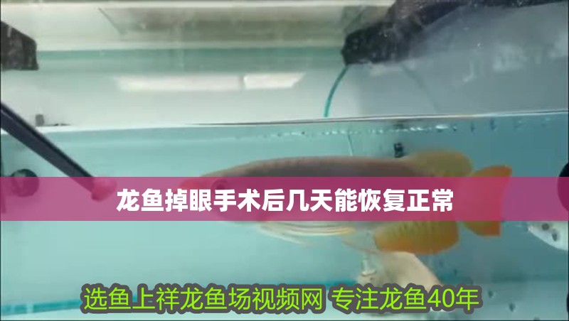 龍魚掉眼手術后幾天能恢復正常