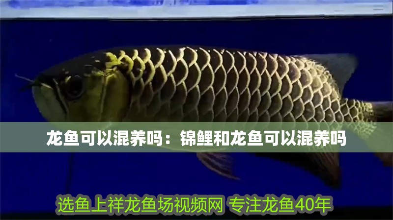 龍魚可以混養嗎：錦鯉和龍魚可以混養嗎 龍魚可以混養嗎：錦鯉和龍魚可以混養嗎 水族問答