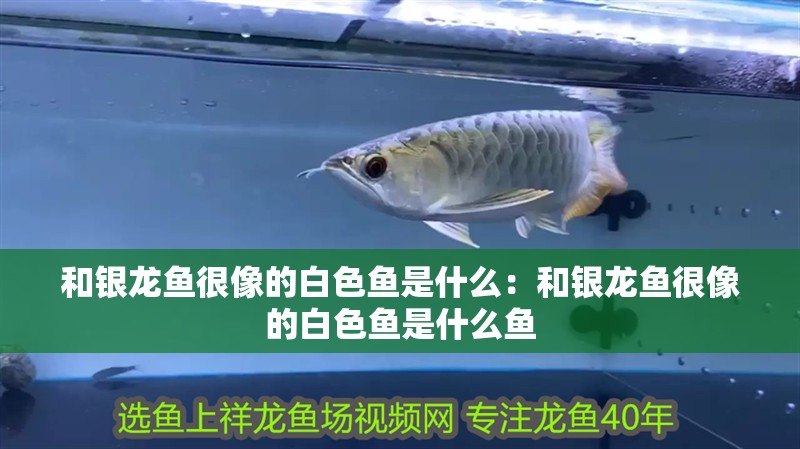 和銀龍魚很像的白色魚是什么：和銀龍魚很像的白色魚是什么魚 和銀龍魚很像的白色魚是什么：和銀龍魚很像的白色魚是什么魚 水族問答