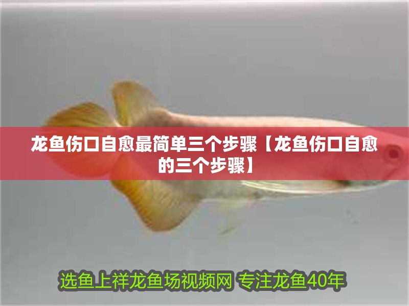 龍魚傷口自愈最簡單三個步驟【龍魚傷口自愈的三個步驟】