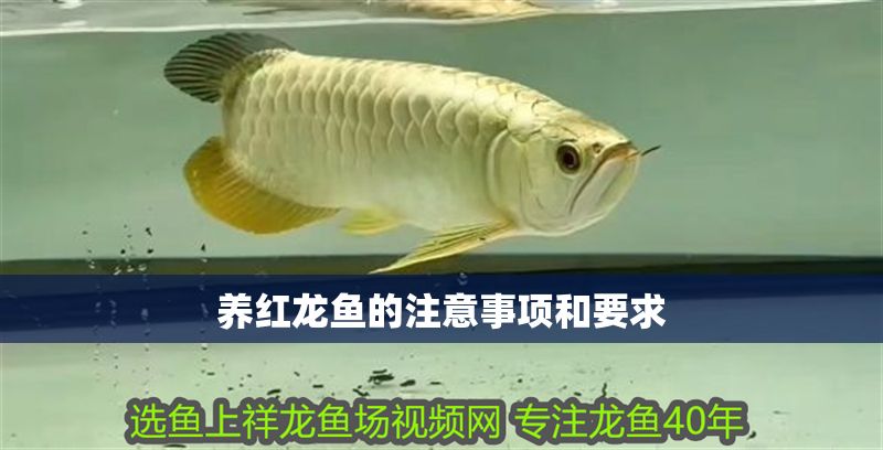 養紅龍魚的注意事項和要求