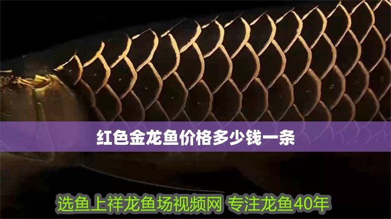 紅色金龍魚價格多少錢一條