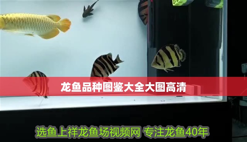 金龍魚吃大麥蟲后拒食_ 龍魚百科 第2張 金龍魚吃大麥蟲后拒食_ 金龍魚吃大麥蟲后拒食_ 龍魚百科 第2張