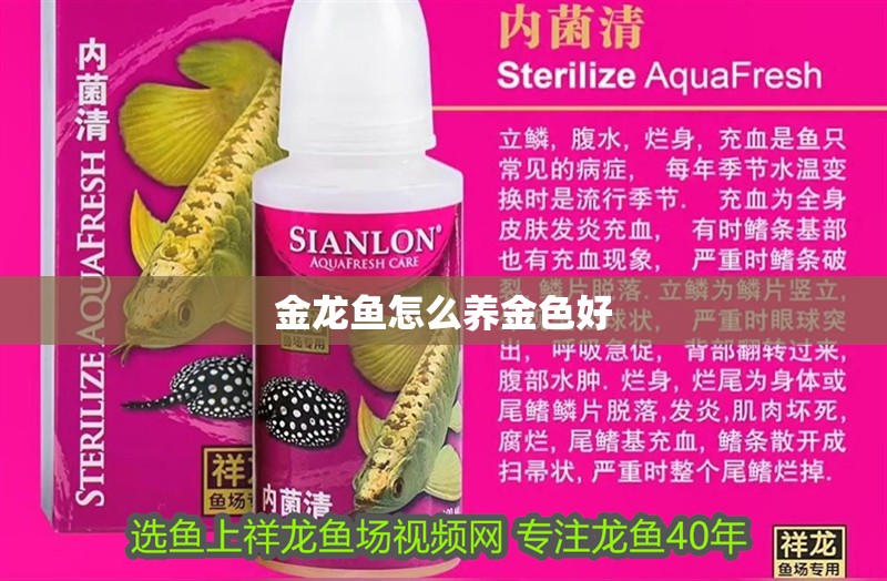 金龍魚怎么養金色好