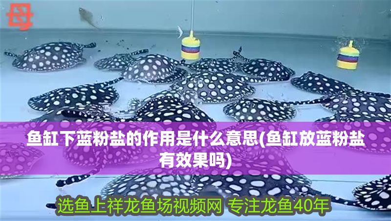 魚缸下藍粉鹽的作用是什么意思(魚缸放藍粉鹽有效果嗎)