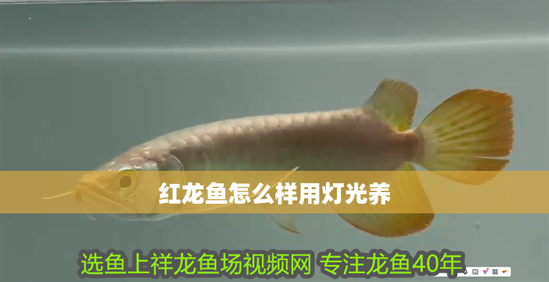 紅龍魚怎么樣用燈光養(yǎng)