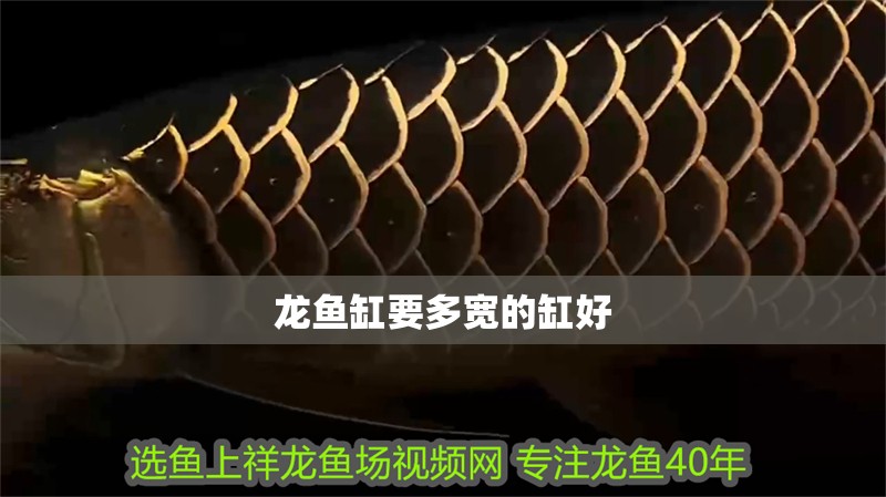 龍魚缸要多寬的缸好