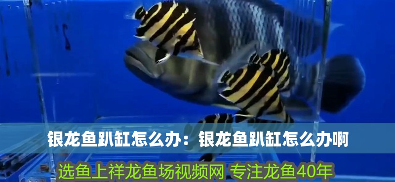 銀龍魚趴缸怎么辦：銀龍魚趴缸怎么辦啊