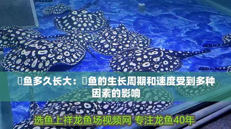 魟魚多久長大：魟魚的生長周期和速度受到多種因素的影響