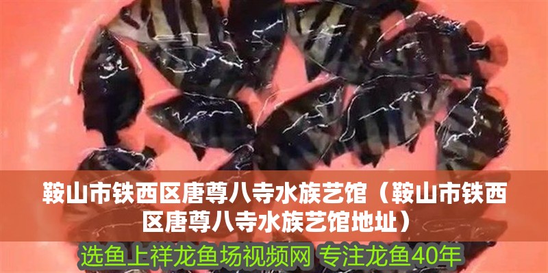 鞍山市鐵西區唐尊八寺水族藝館（鞍山市鐵西區唐尊八寺水族藝館地址） 鞍山市鐵西區唐尊八寺水族藝館（鞍山市鐵西區唐尊八寺水族藝館地址） 全國水族館企業名錄 第2張