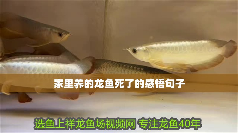 家里養的龍魚死了的感悟句子