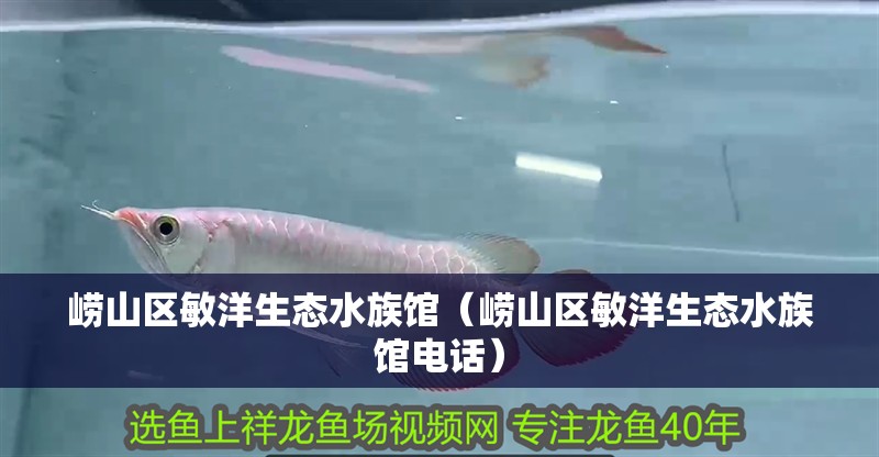 嶗山區敏洋生態水族館（嶗山區敏洋生態水族館電話）