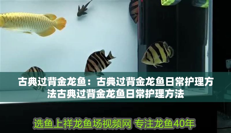 古典過背金龍魚：古典過背金龍魚日常護理方法古典過背金龍魚日常護理方法