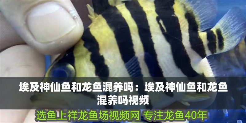 埃及神仙魚和龍魚混養嗎：埃及神仙魚和龍魚混養嗎視頻