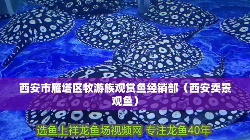 西安市雁塔區牧游族觀賞魚經銷部（西安賣景觀魚）