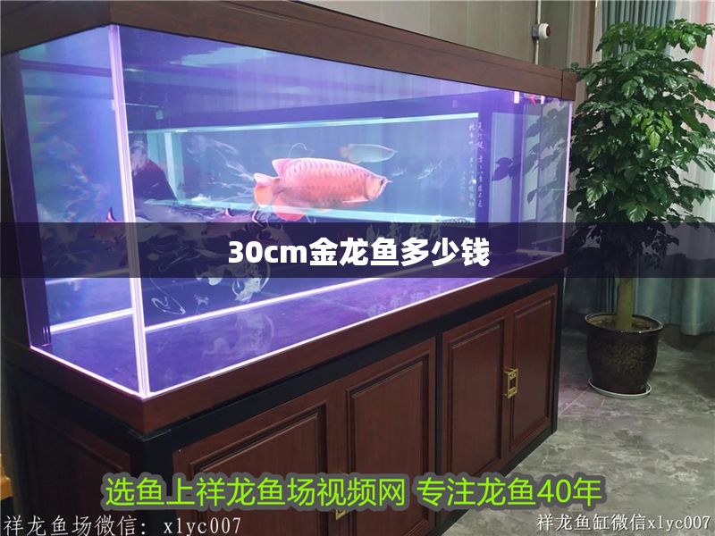 30cm金龍魚多少錢