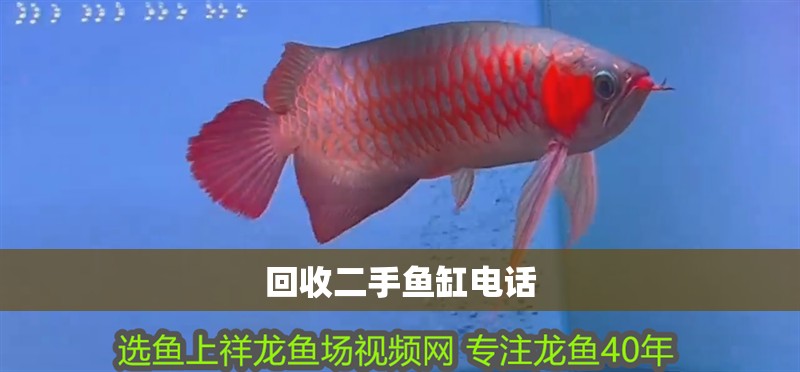 回收二手魚缸電話 回收二手魚缸電話 龍魚百科 第3張