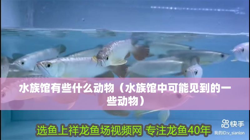 水族館有些什么動物（水族館中可能見到的一些動物）