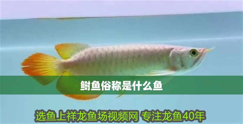 鰣魚俗稱是什么魚 鰣魚俗稱是什么魚 龍魚論壇