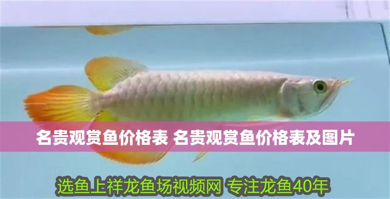 名貴觀賞魚價格表 名貴觀賞魚價格表及圖片
