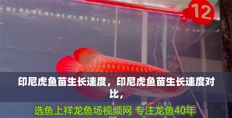 印尼虎魚苗生長速度，印尼虎魚苗生長速度對比，