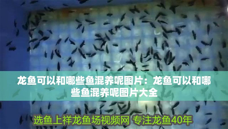 龍魚可以和哪些魚混養呢圖片：龍魚可以和哪些魚混養呢圖片大全