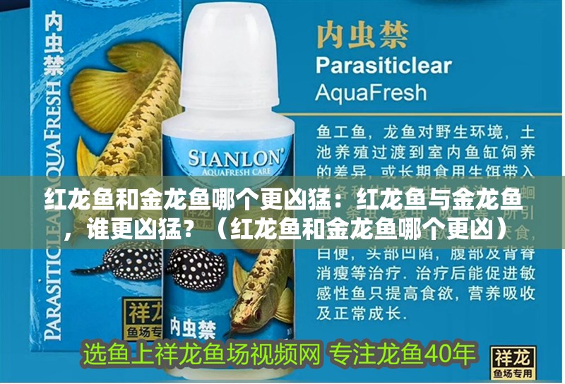 紅龍魚和金龍魚哪個更兇猛：紅龍魚與金龍魚，誰更兇猛？（紅龍魚和金龍魚哪個更兇）