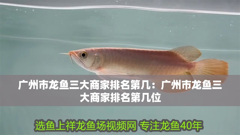 廣州市龍魚三大商家排名第幾：廣州市龍魚三大商家排名第幾位