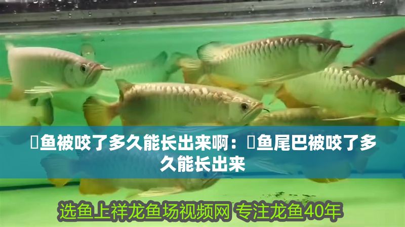 魟魚被咬了多久能長出來啊：魟魚尾巴被咬了多久能長出來