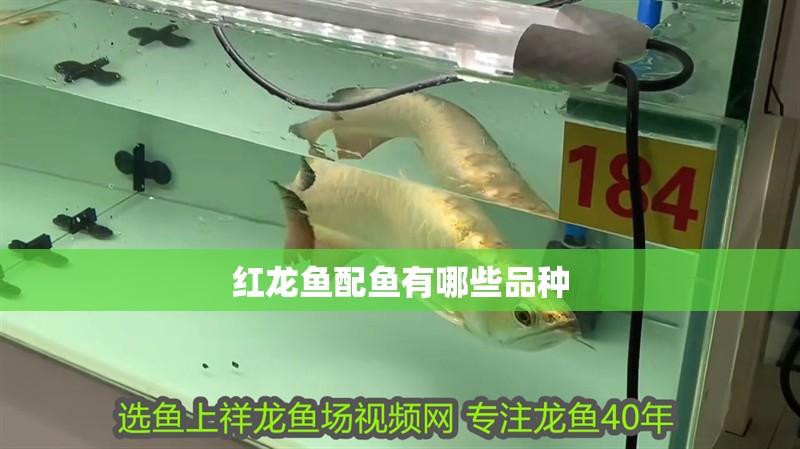 夢到魚缸里好多魚,魚缸漏水(夢到魚缸里好多魚,魚缸漏水什么意思)