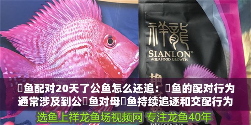 魟魚配對20天了公魚怎么還追：魟魚的配對行為通常涉及到公魟魚對母魟魚持續(xù)追逐和交配行為