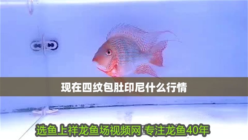 現在四紋包肚印尼什么行情