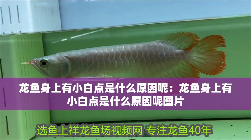 龍魚身上有小白點是什么原因呢：龍魚身上有小白點是什么原因呢圖片 龍魚身上有小白點是什么原因呢：龍魚身上有小白點是什么原因呢圖片 水族問答