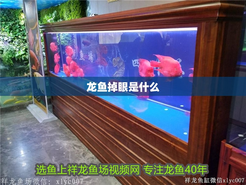 龍魚掉眼是什么