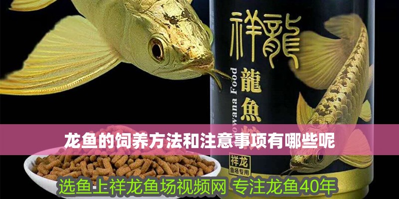 龍魚的飼養(yǎng)方法和注意事項有哪些呢
