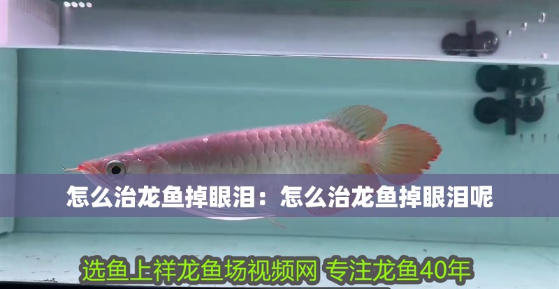 怎么治龍魚掉眼淚：怎么治龍魚掉眼淚呢