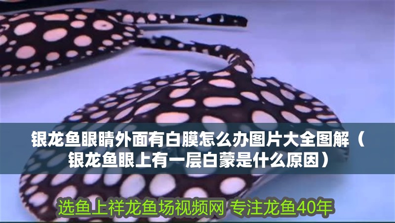 我的虎魚真菌感染了要怎么處理 銀龍魚眼睛外面有白膜怎么辦圖片大全圖解(銀龍魚眼上有一層白蒙是什么原因) 銀龍魚百科 銀龍魚眼睛外面有白膜怎么辦圖片大全圖解(銀龍魚眼上有一層白蒙是什么原因) 銀龍魚眼睛外面有白膜怎么辦圖片大全圖解(銀龍魚眼上有一層白蒙是什么原因) 銀龍魚百科