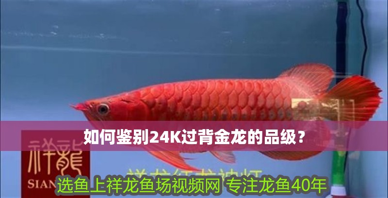 龍魚干蝦有營養嗎 如何鑒別24K過背金龍的品級? 龍魚論壇 如何鑒別24K過背金龍的品級? 如何鑒別24K過背金龍的品級? 龍魚論壇