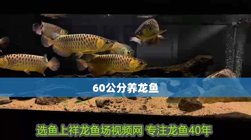 60公分養龍魚