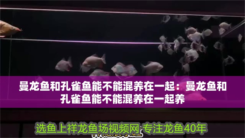 曼龍魚和孔雀魚能不能混養在一起：曼龍魚和孔雀魚能不能混養在一起養 曼龍魚和孔雀魚能不能混養在一起：曼龍魚和孔雀魚能不能混養在一起養 水族問答