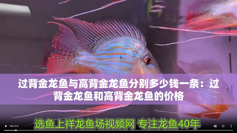 過背金龍魚與高背金龍魚分別多少錢一條：過背金龍魚和高背金龍魚的價格