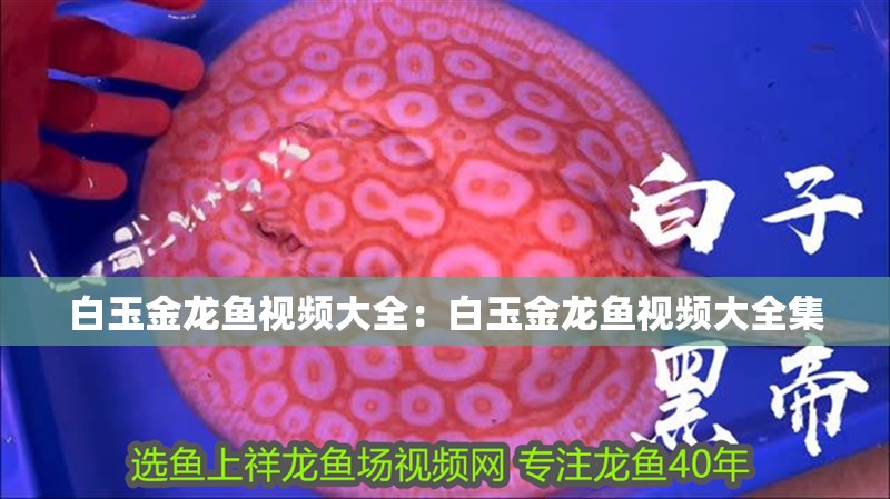 白玉金龍魚視頻大全：白玉金龍魚視頻大全集 白玉金龍魚視頻大全：白玉金龍魚視頻大全集 水族問答