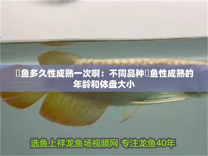 魟魚多久性成熟一次啊：不同品種魟魚性成熟的年齡和體盤大小