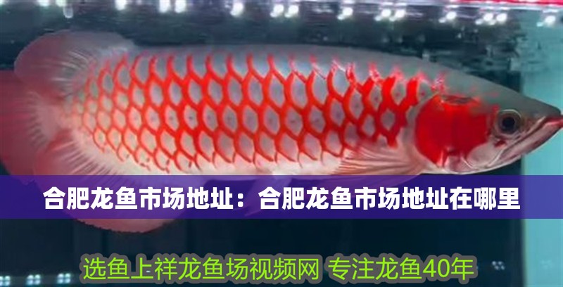合肥龍魚市場地址：合肥龍魚市場地址在哪里