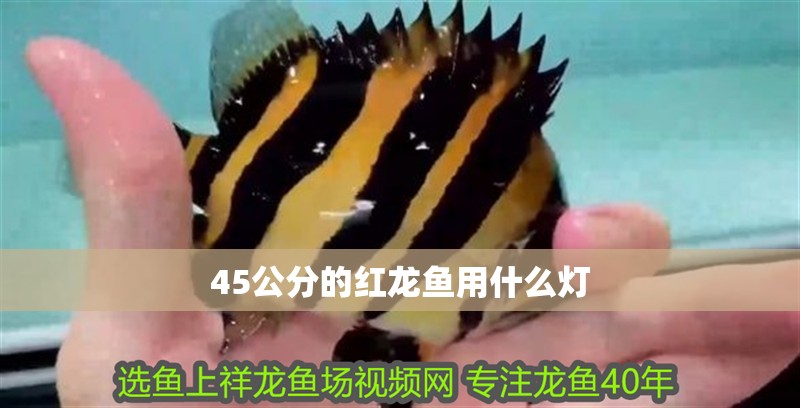 45公分的紅龍魚用什么燈 龍魚百科 第2張 45公分的紅龍魚用什么燈 45公分的紅龍魚用什么燈 龍魚百科 第2張