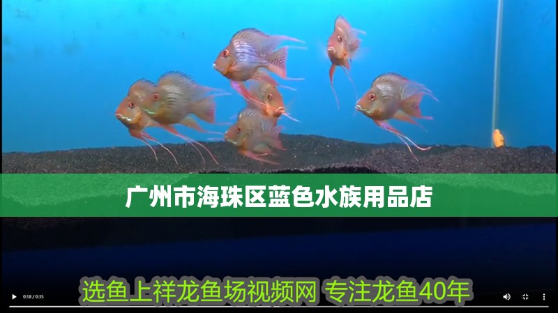 廣州市海珠區(qū)藍色水族用品店 廣州市海珠區(qū)藍色水族用品店 全國水族館企業(yè)名錄 第2張