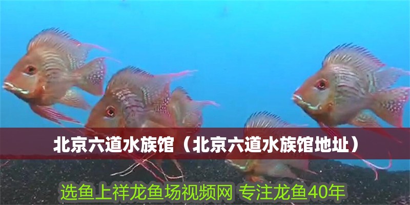 北京六道水族館（北京六道水族館地址）