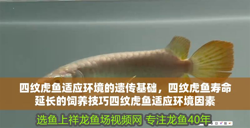 四紋虎魚適應環境的遺傳基礎，四紋虎魚壽命延長的飼養技巧四紋虎魚適應環境因素 四紋虎魚適應環境的遺傳基礎，四紋虎魚壽命延長的飼養技巧四紋虎魚適應環境因素 虎魚百科 第1張