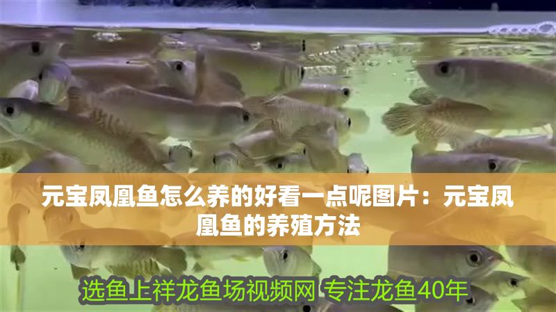 元寶鳳凰魚怎么養的好看一點呢圖片：元寶鳳凰魚的養殖方法