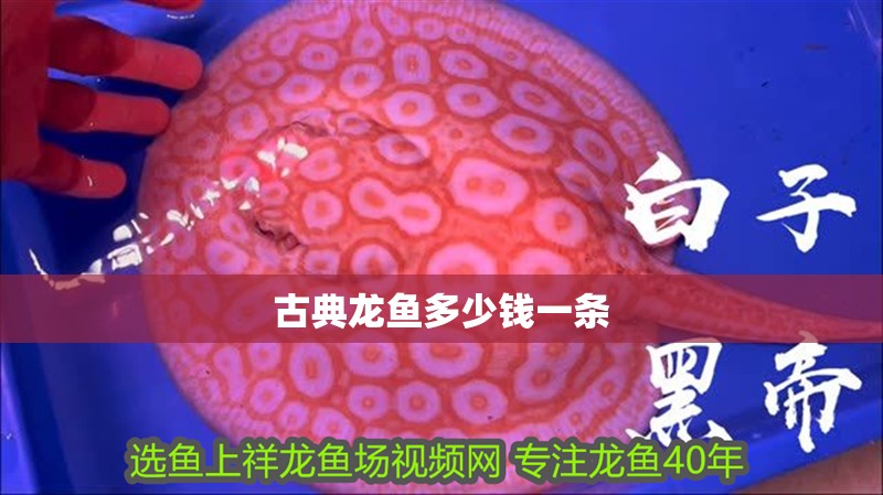 古典龍魚多少錢一條